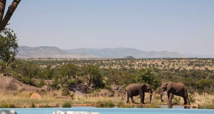 African Wildlife Safari and Tours | Kiboko Safaris